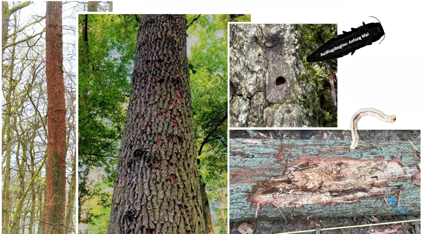 In der Bildercollage sind Bäume mit kaputter Rinde, Löcher in der Rinde und eine weiße Larve dargestellt. 